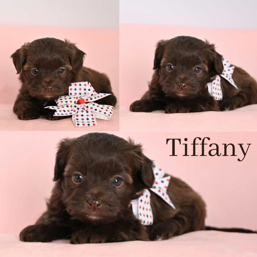 Tiffany_1